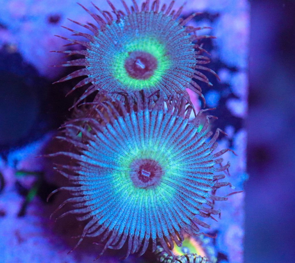 Frag Box Corals
