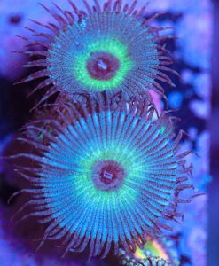 Wysiwyg Palythoa Frag [F28]