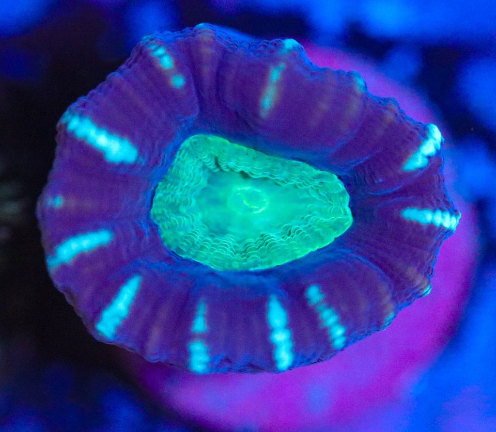 Frag Box Corals