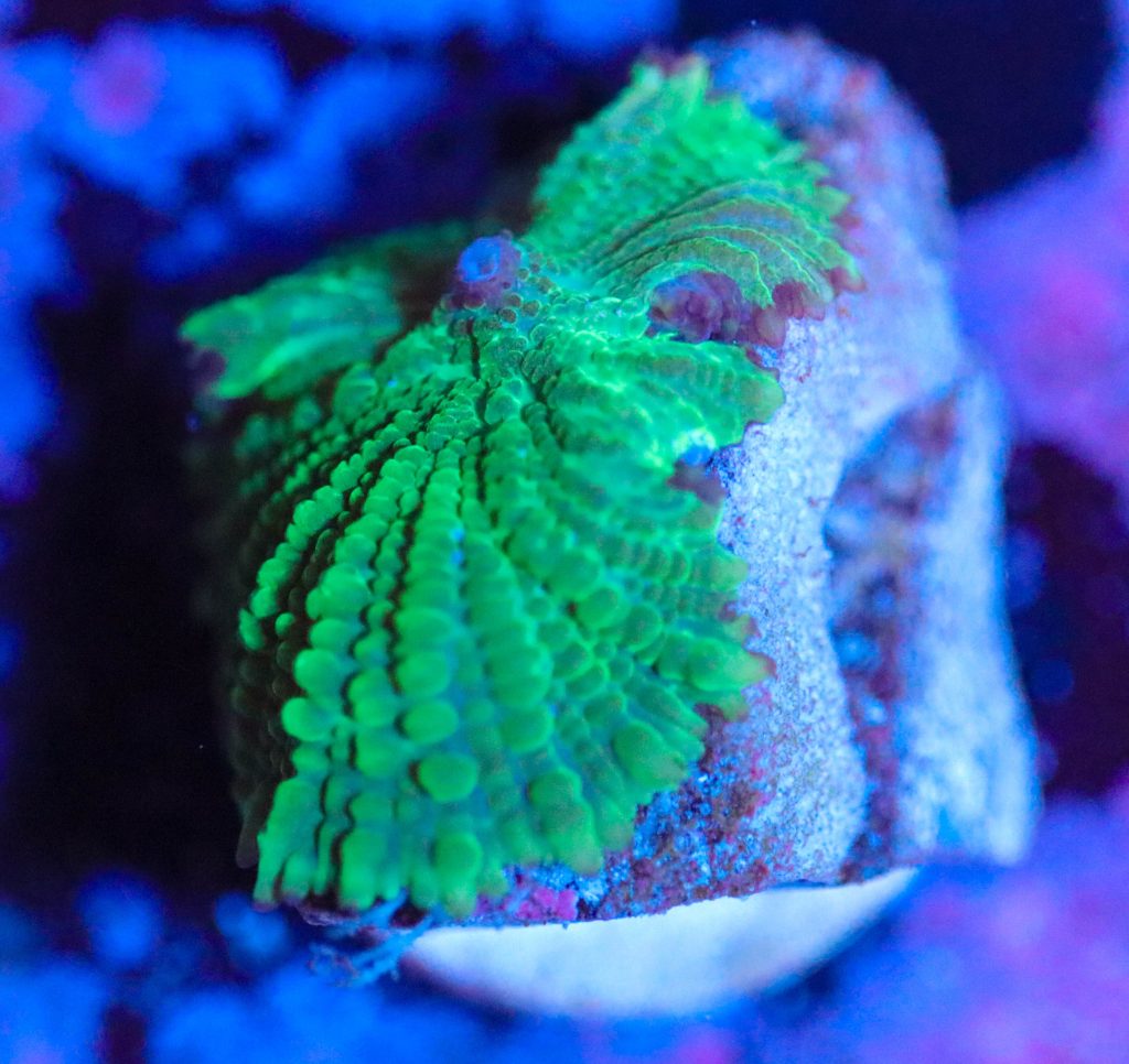 Frag Box Corals