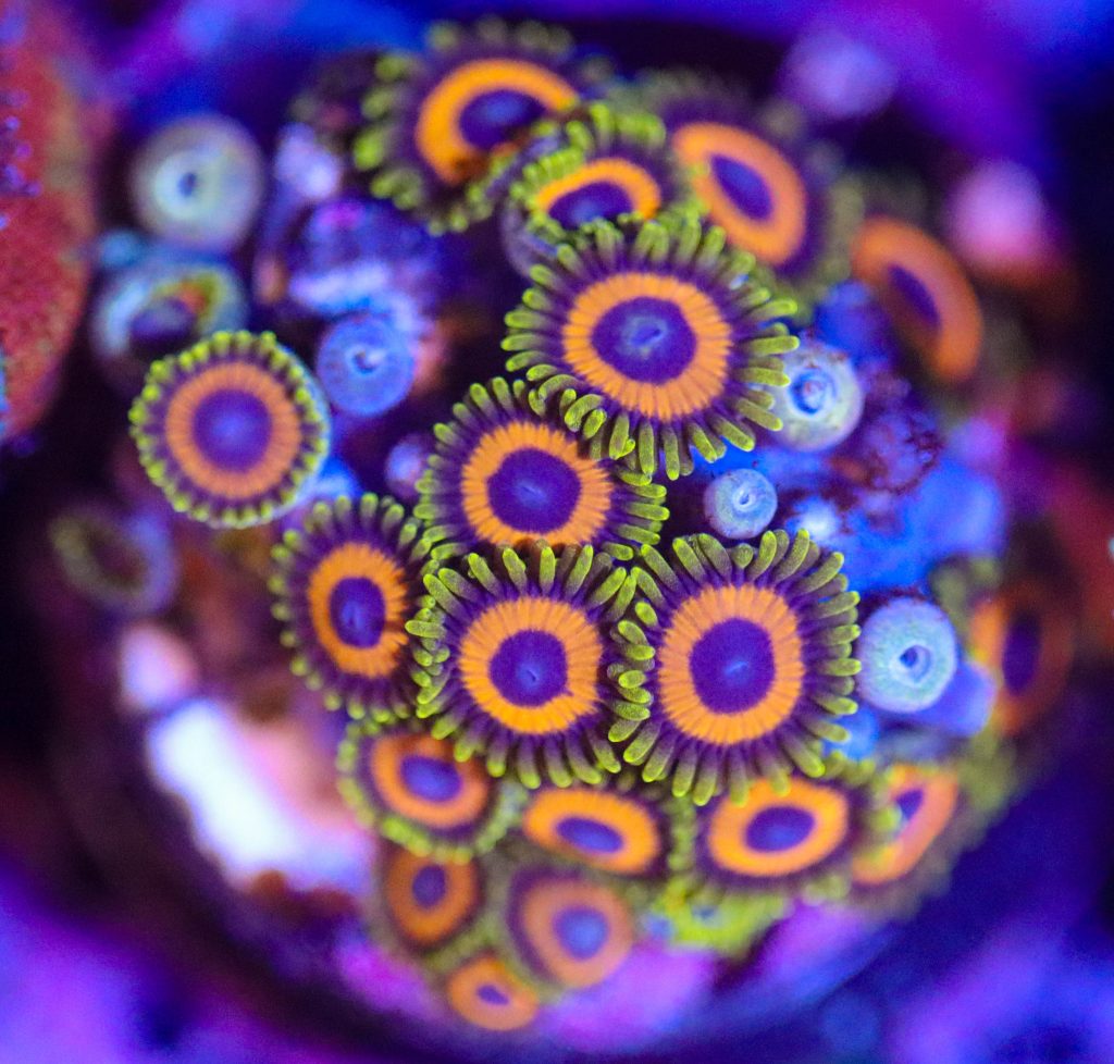 Frag Box Corals