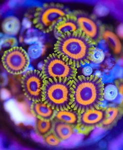 Wysiwyg Dragon Loops Zoa Frag [F44]