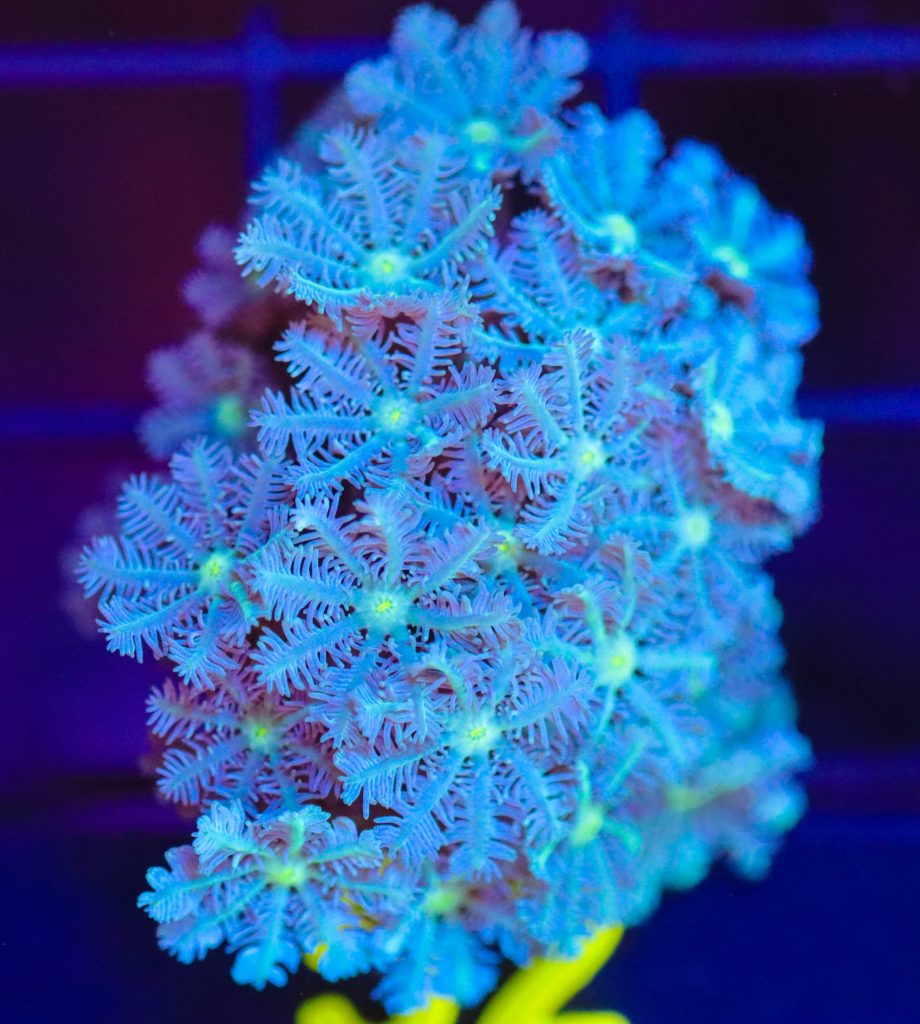 Frag Box Corals