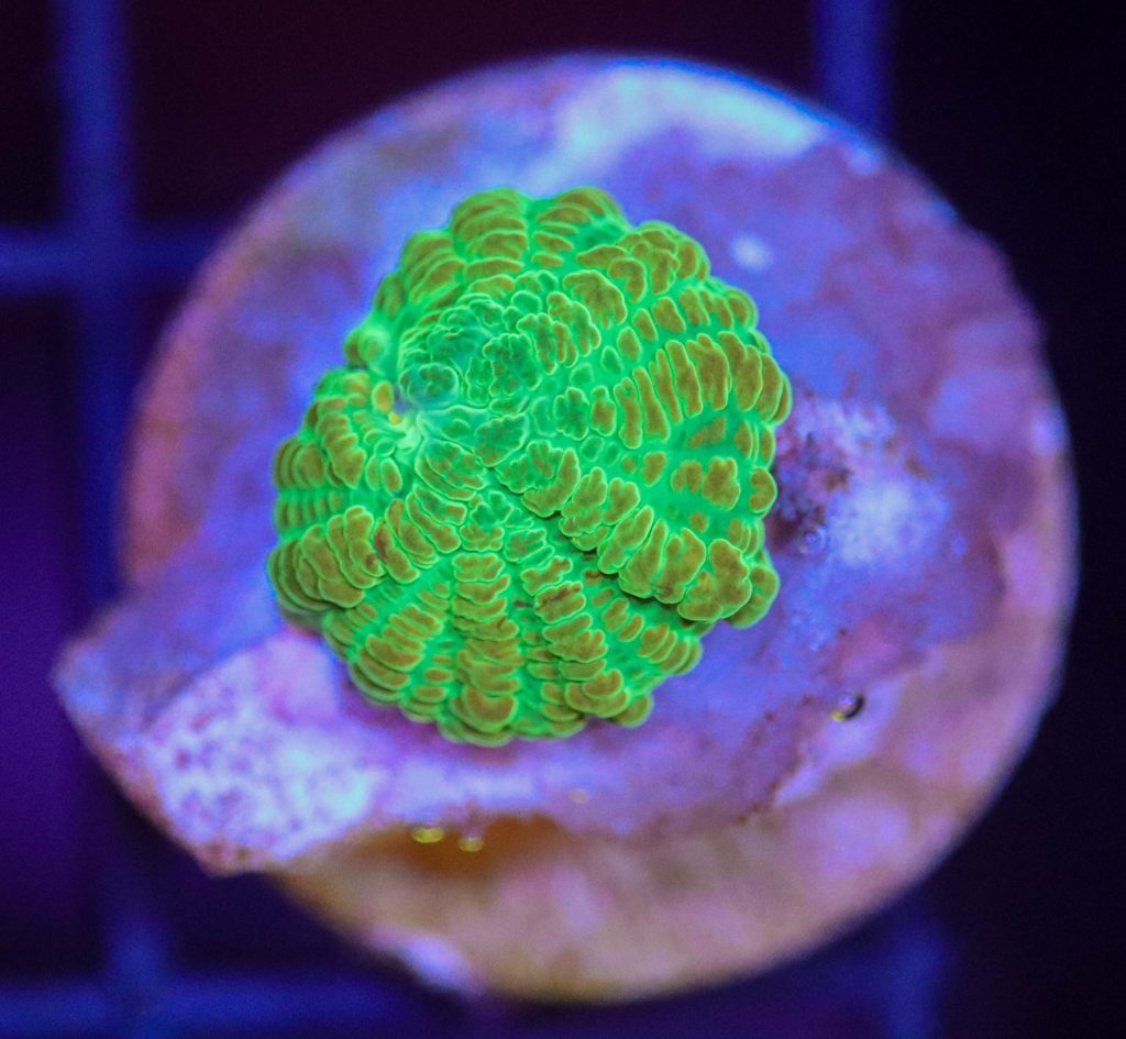 Frag Box Corals