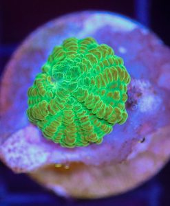 Wysiwyg Citrus Mushroom Frag [F63]