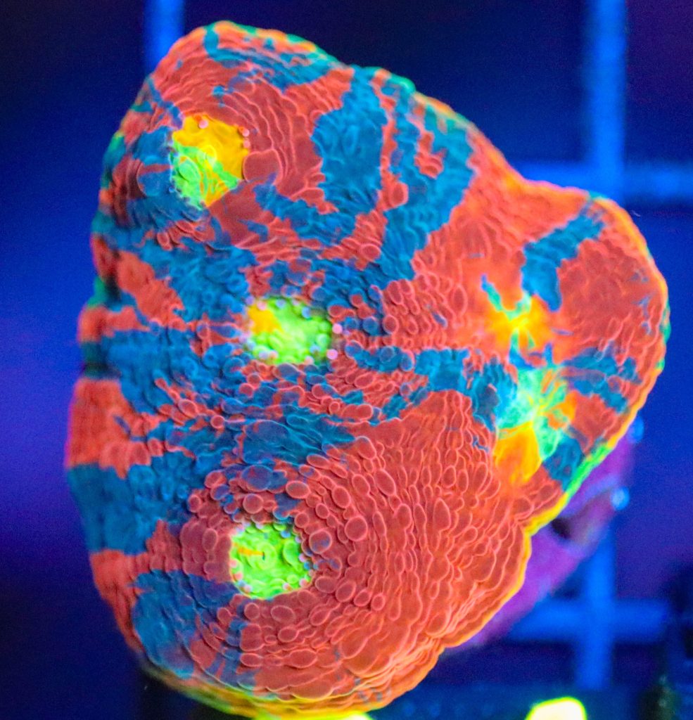 Frag Box Corals