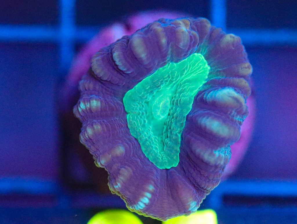 Frag Box Corals