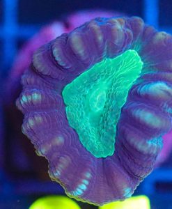 Wysiwyg Candy Cane Frag [F65]