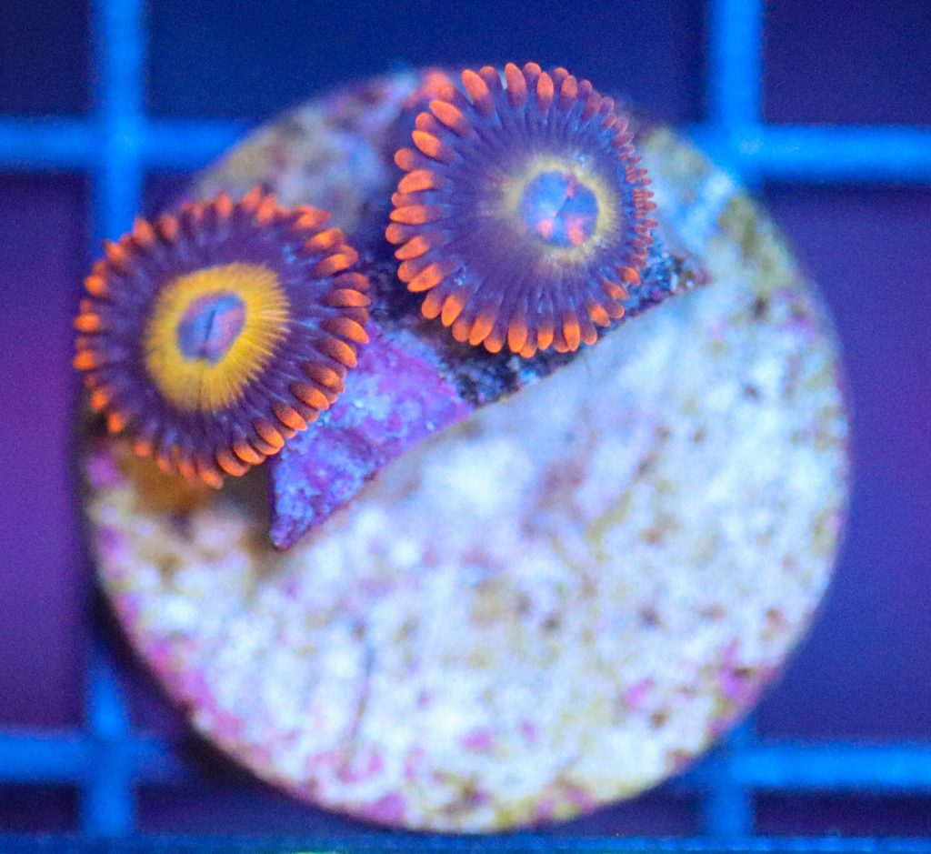 Frag Box Corals
