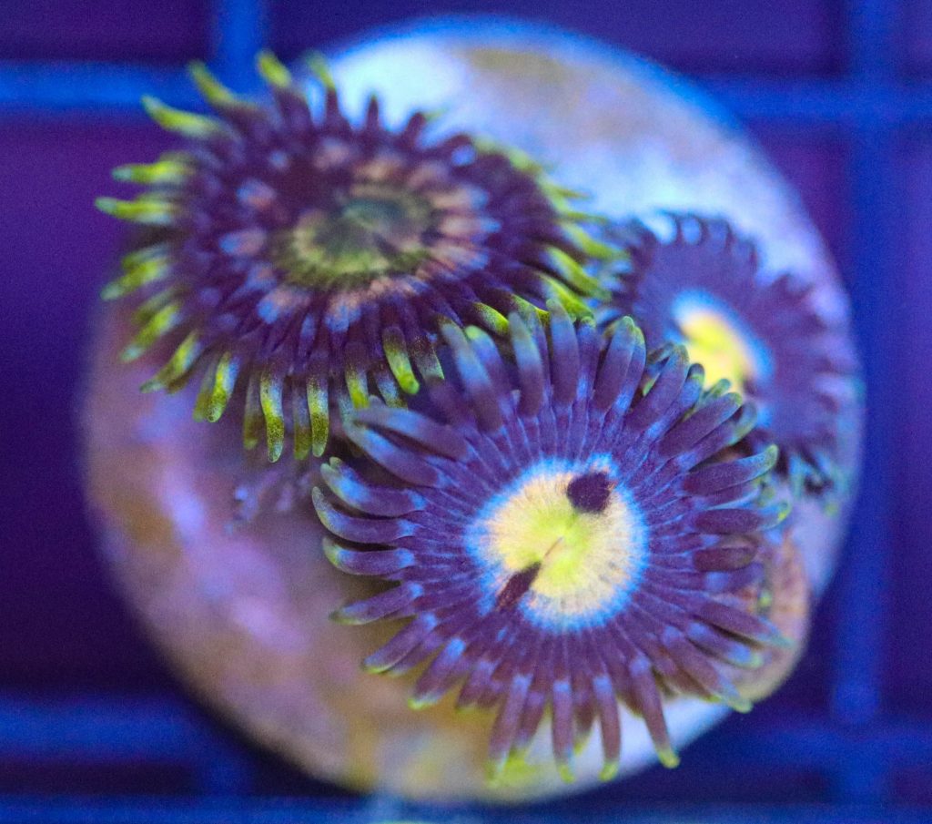Frag Box Corals