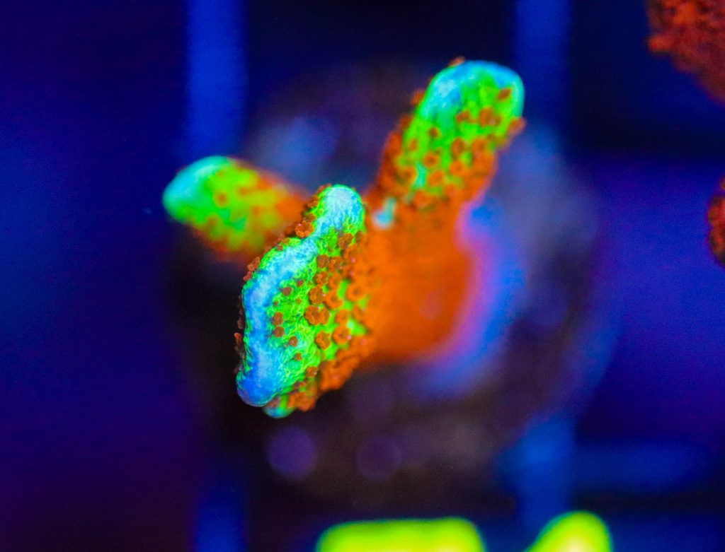 Frag Box Corals