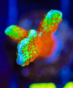 Wysiwyg Forest Fire Digi Frag  [F71]