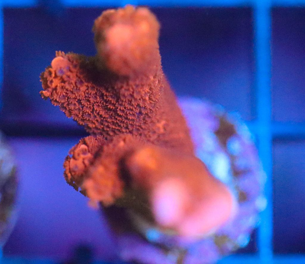 Frag Box Corals