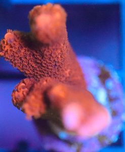 Wysiwyg Montipora Digi Frag [F72]