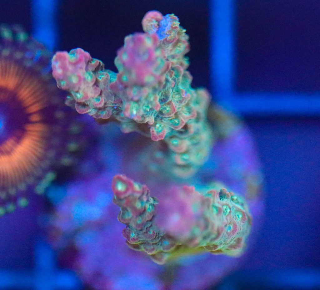 Frag Box Corals