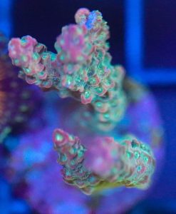 Wysiwyg Acropora Frag  [F74]