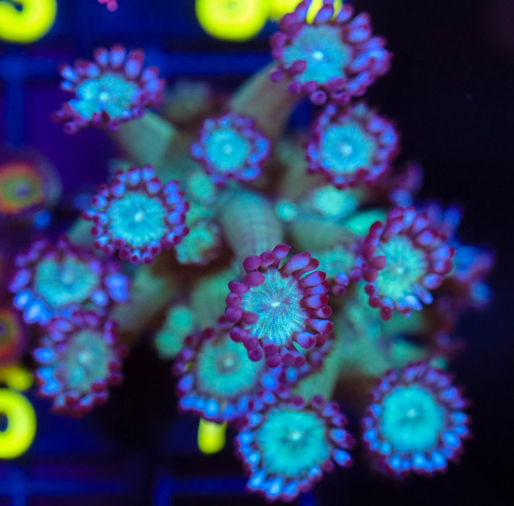 Frag Box Corals