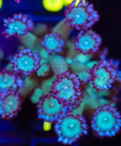Wysiwyg Goniopora Frag [F77]