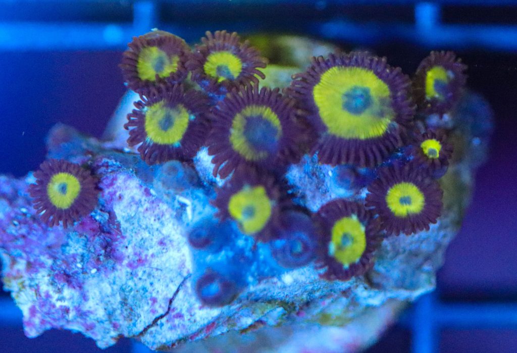 Frag Box Corals