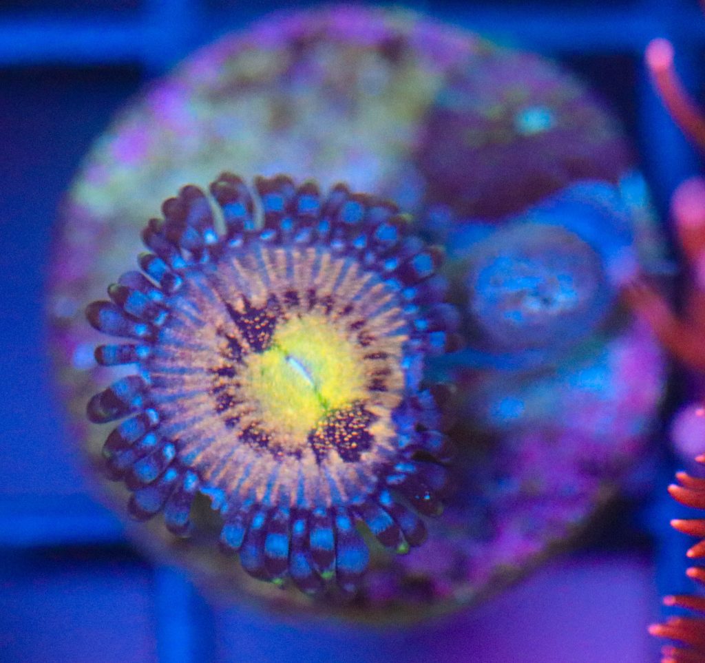 Frag Box Corals