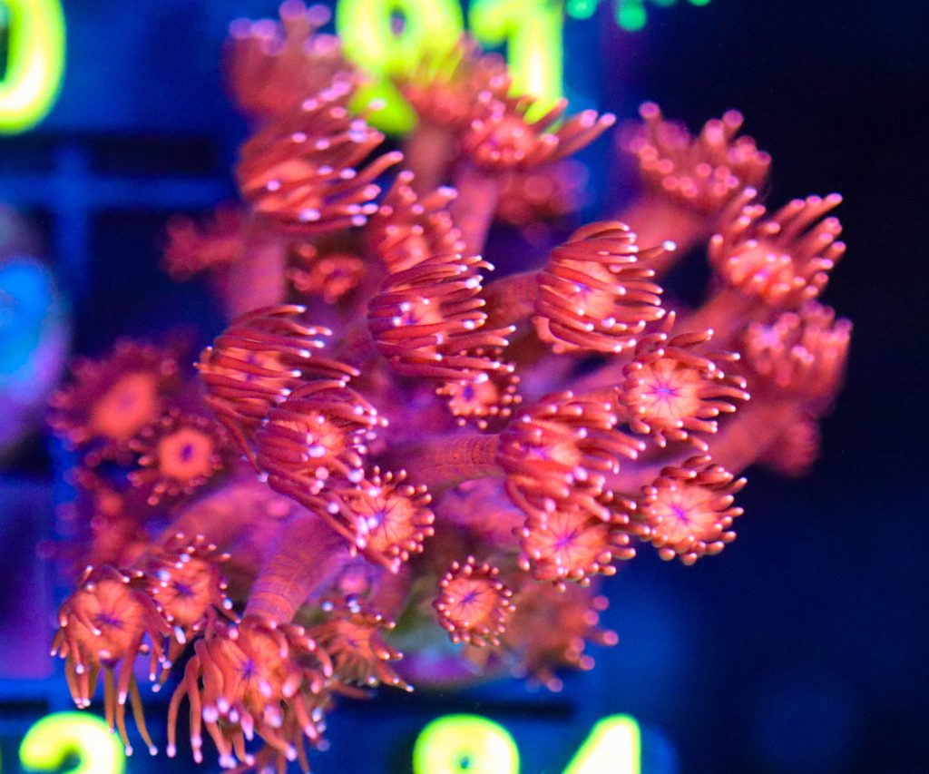 Frag Box Corals