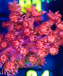Wysiwyg Goni Frag [F84]