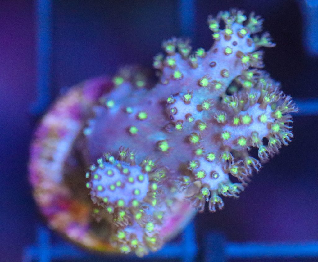 Frag Box Corals