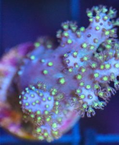 Wysiwyg Unique Leather Coral Frag [F85]