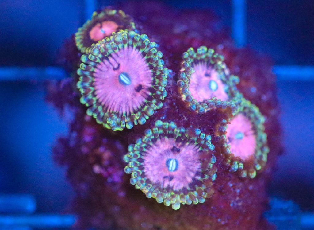 Frag Box Corals
