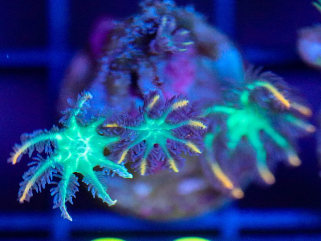 Frag Box Corals