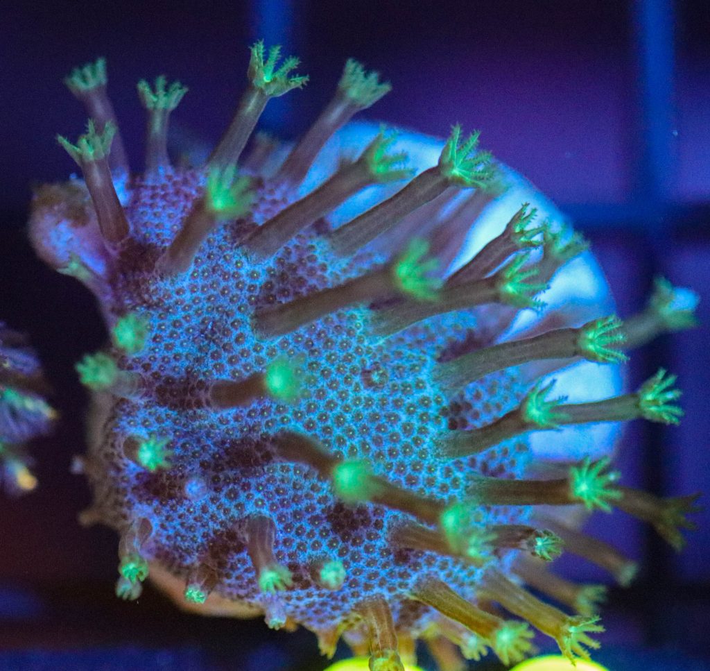 Frag Box Corals