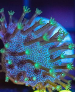 Wysiwyg Toadstool Frag  [F89]