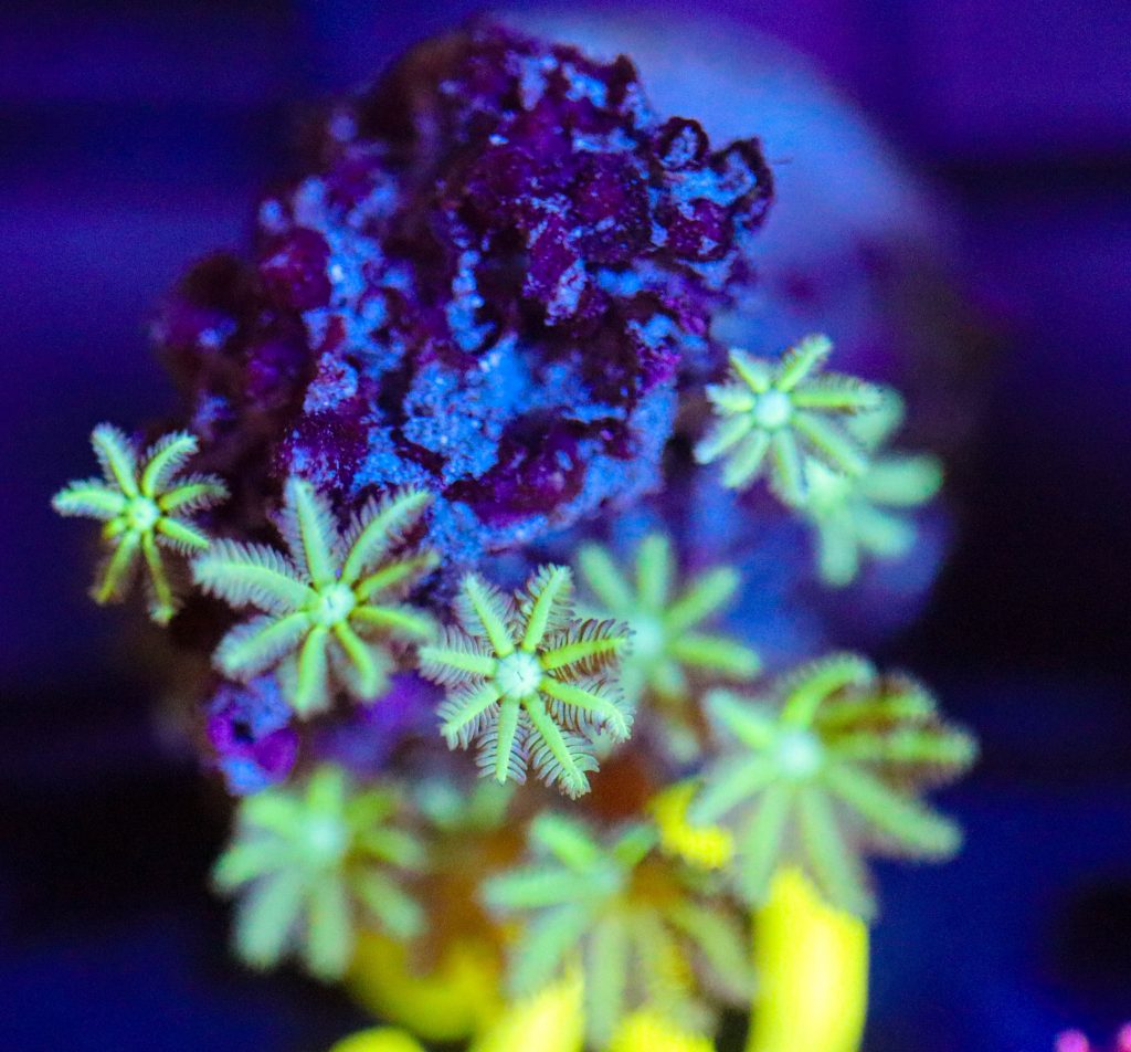Frag Box Corals