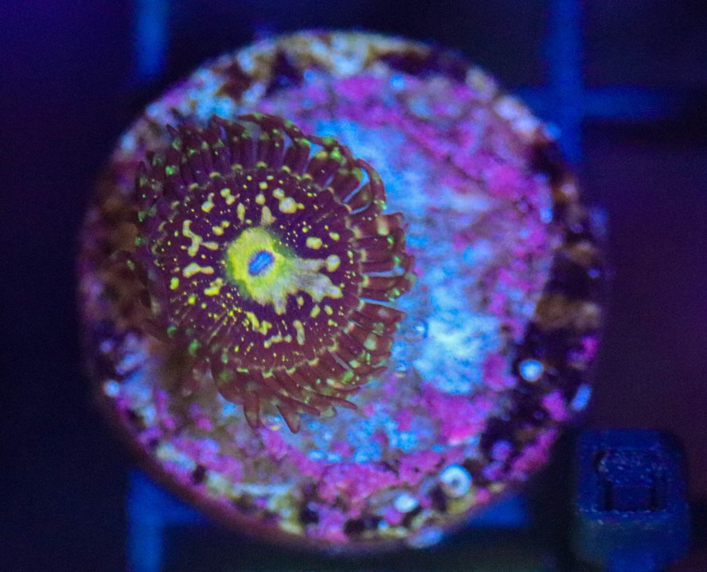 Frag Box Corals