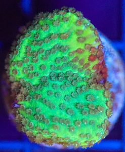 Wysiwyg Montipora Frag [F94]