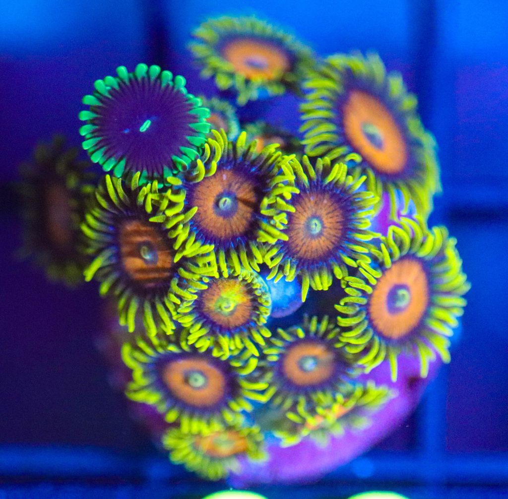 Frag Box Corals