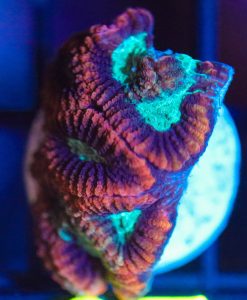 Wysiwyg Red Rim Favia Frag [F97]