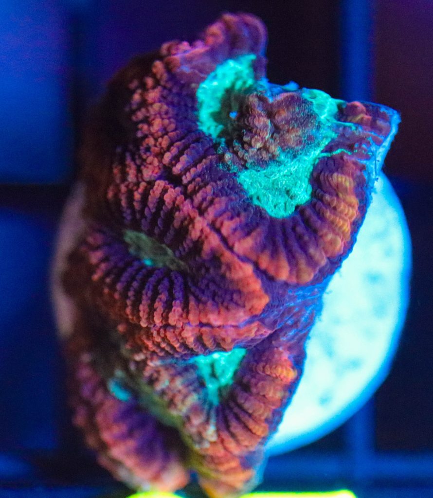 Frag Box Corals