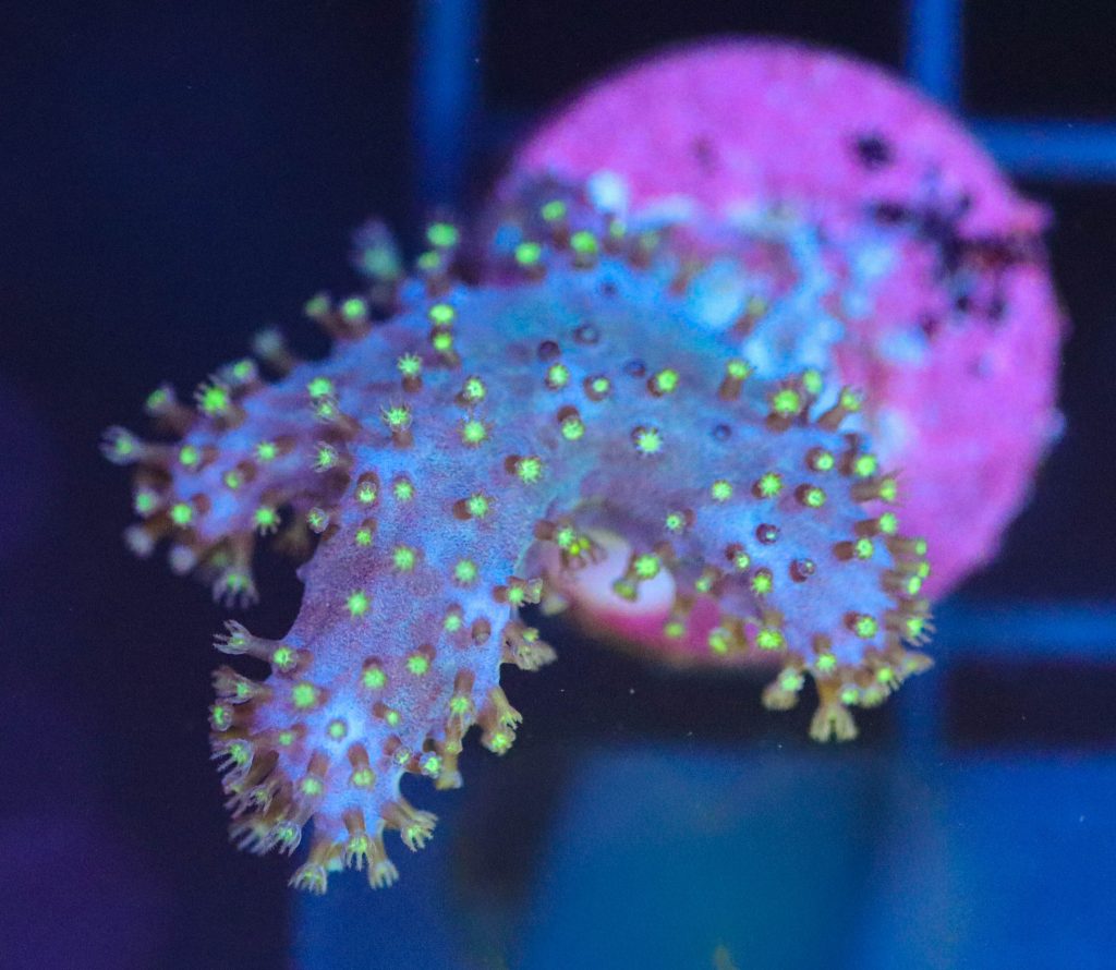 Frag Box Corals
