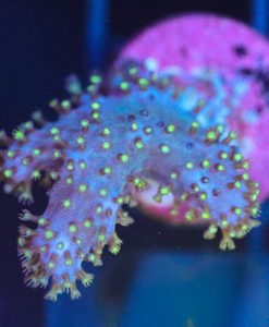 Wysiwyg Unique Leather Coral Frag [F99]