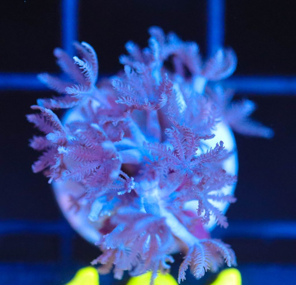 Frag Box Corals