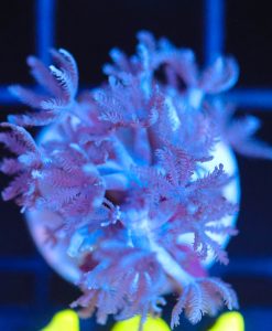 Wysiwyg Small Xenia Frag [F101]