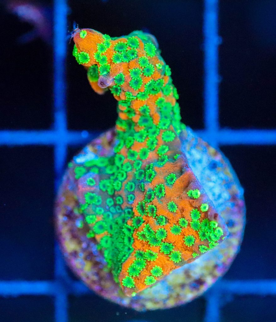 Frag Box Corals