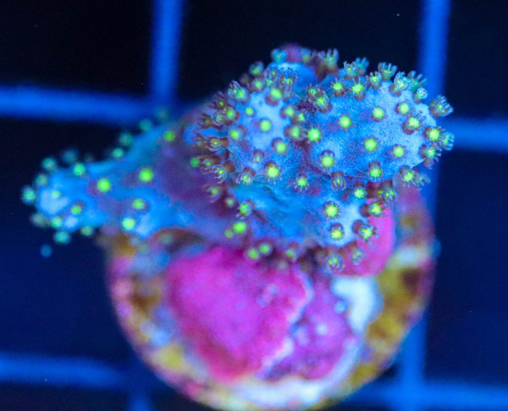 Frag Box Corals