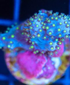 Wysiwyg Leahter Coral Frag [F103]