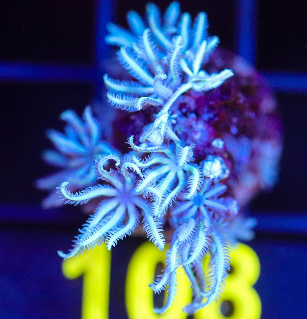 Frag Box Corals