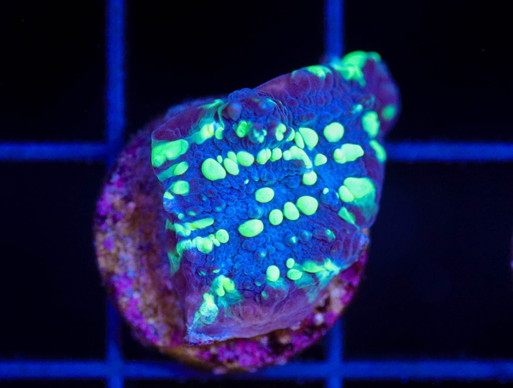 Frag Box Corals