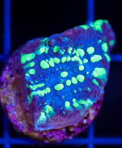 Wysiwyg Chalice Coral Frag [F109]