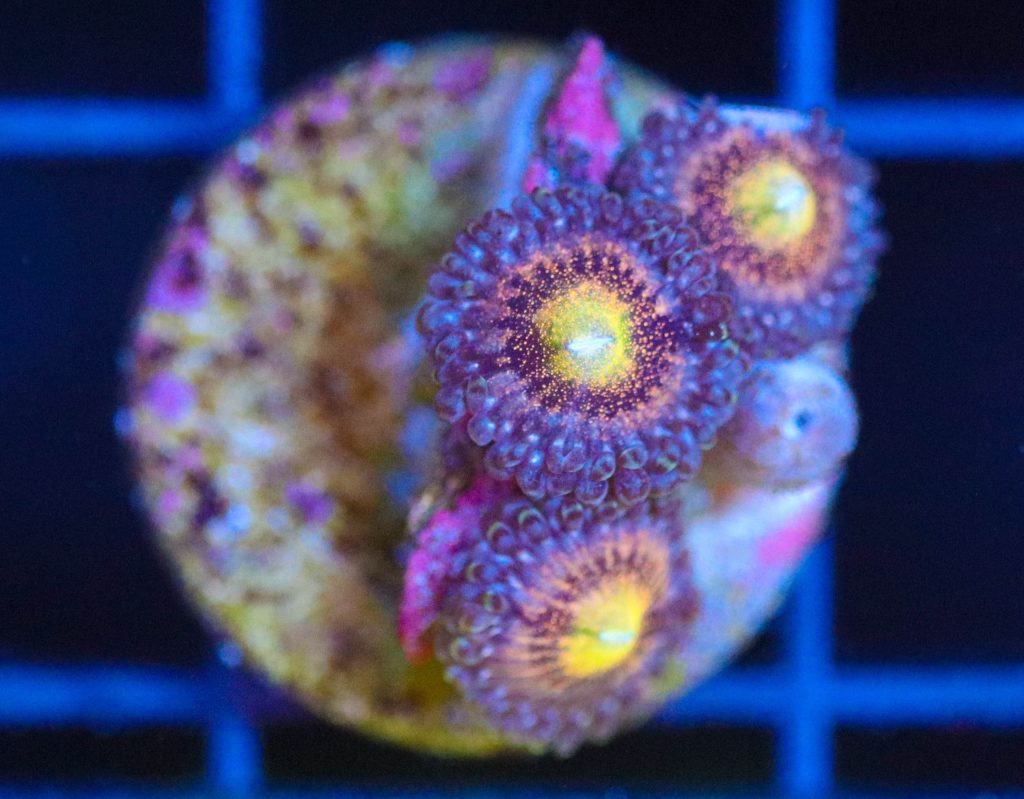 Frag Box Corals
