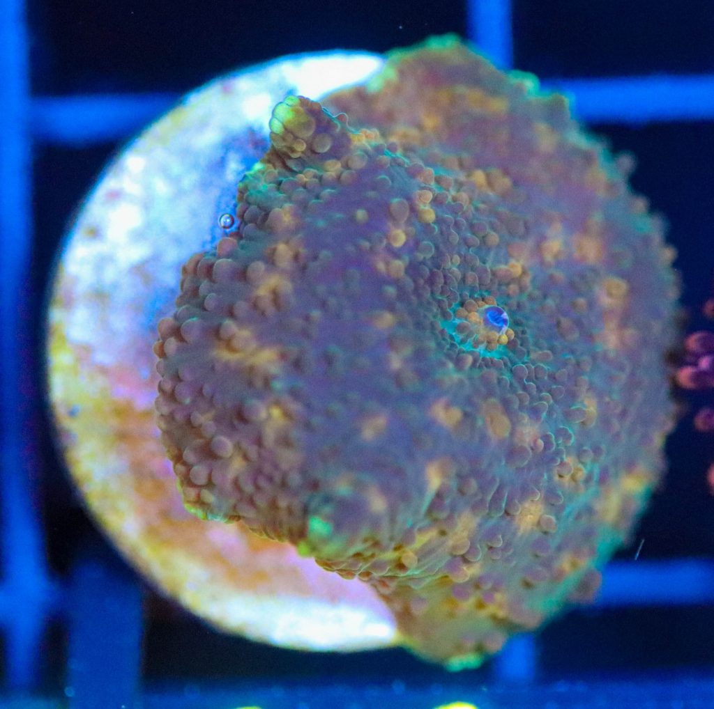Frag Box Corals